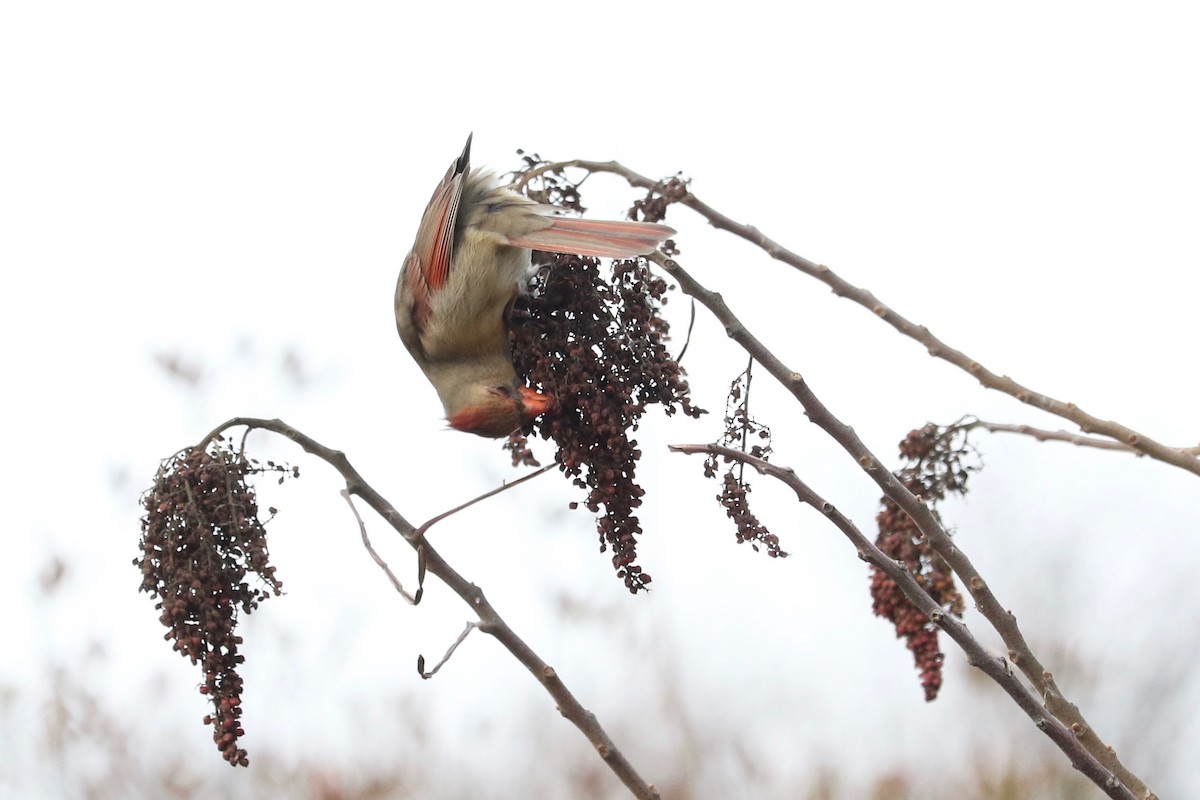 Northern Cardinal - ML647066494