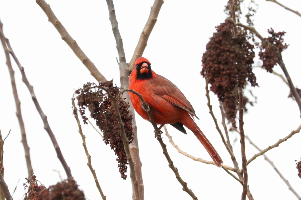 Northern Cardinal - ML647066495