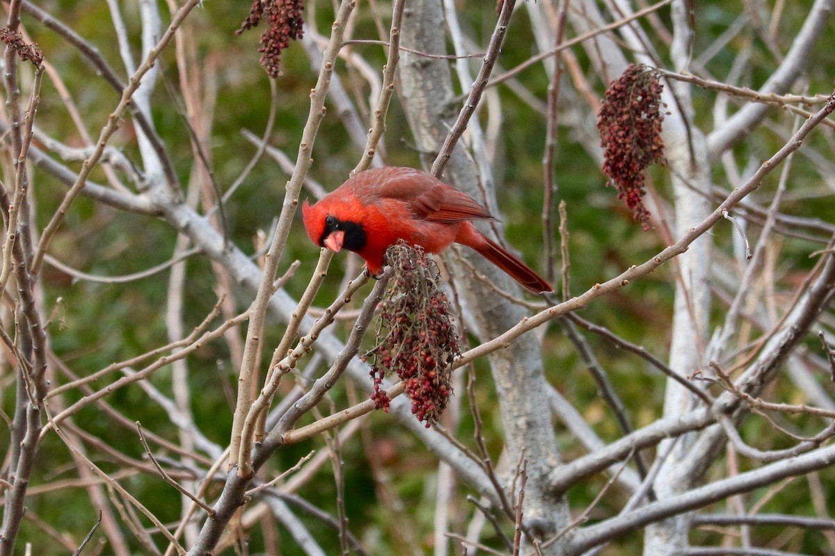 Northern Cardinal - ML647066496