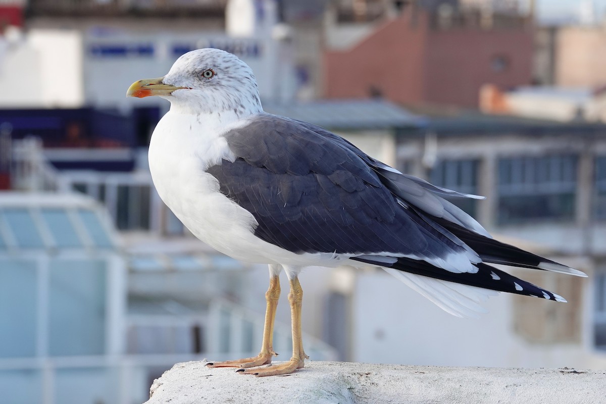 Gaviota Sombría - ML647066497