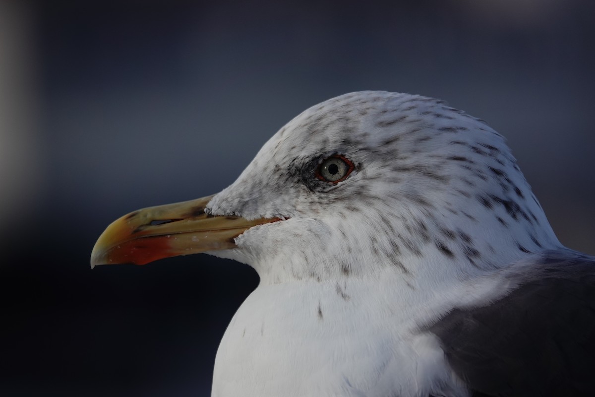 Gaviota Sombría - ML647066498