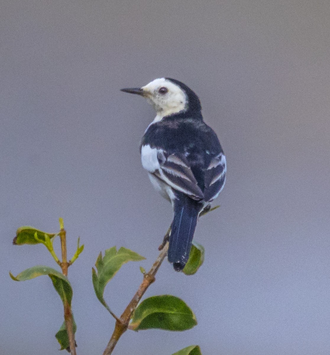 White Wagtail - ML647066500