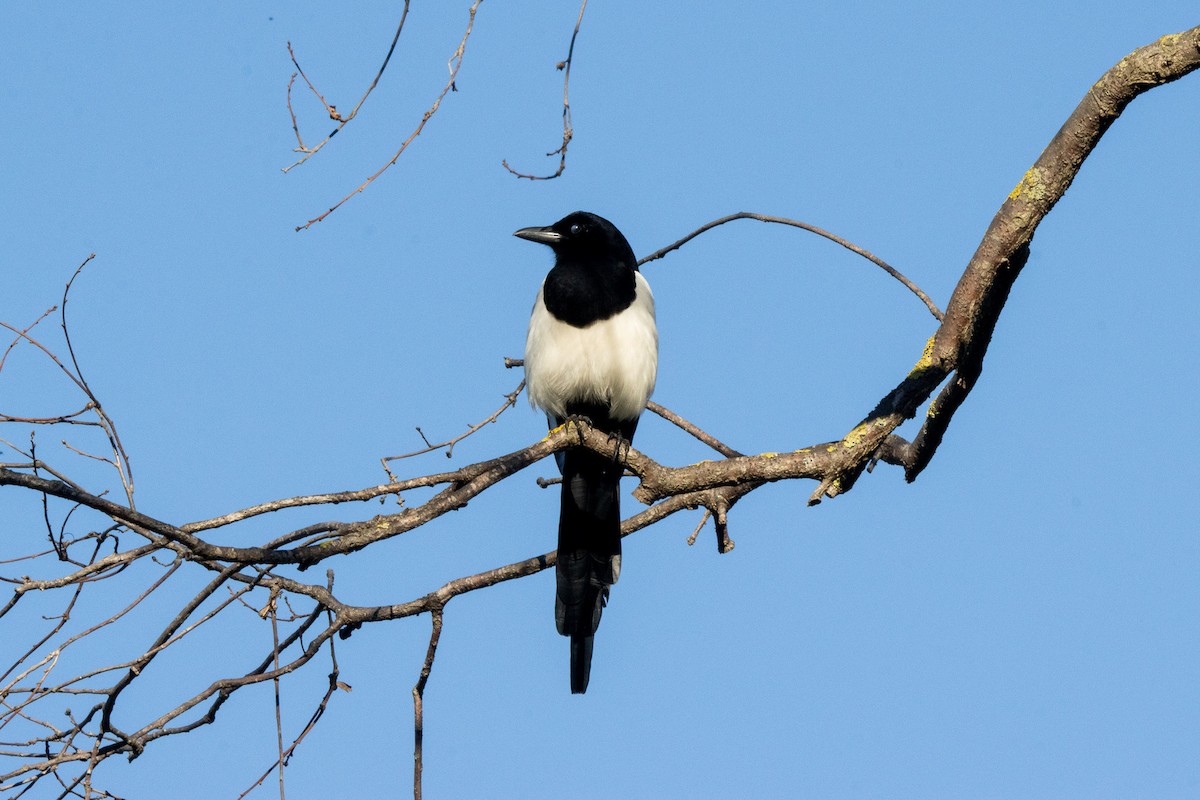 Eurasian Magpie - ML647066503