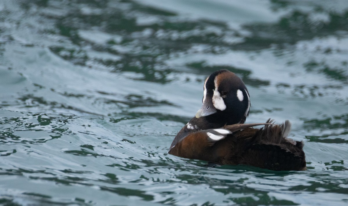 Harlequin Duck - ML647066505