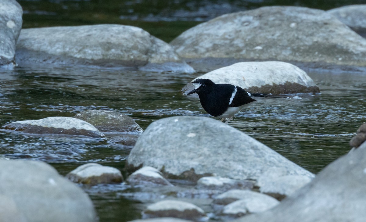 White-crowned Forktail - ML647066506