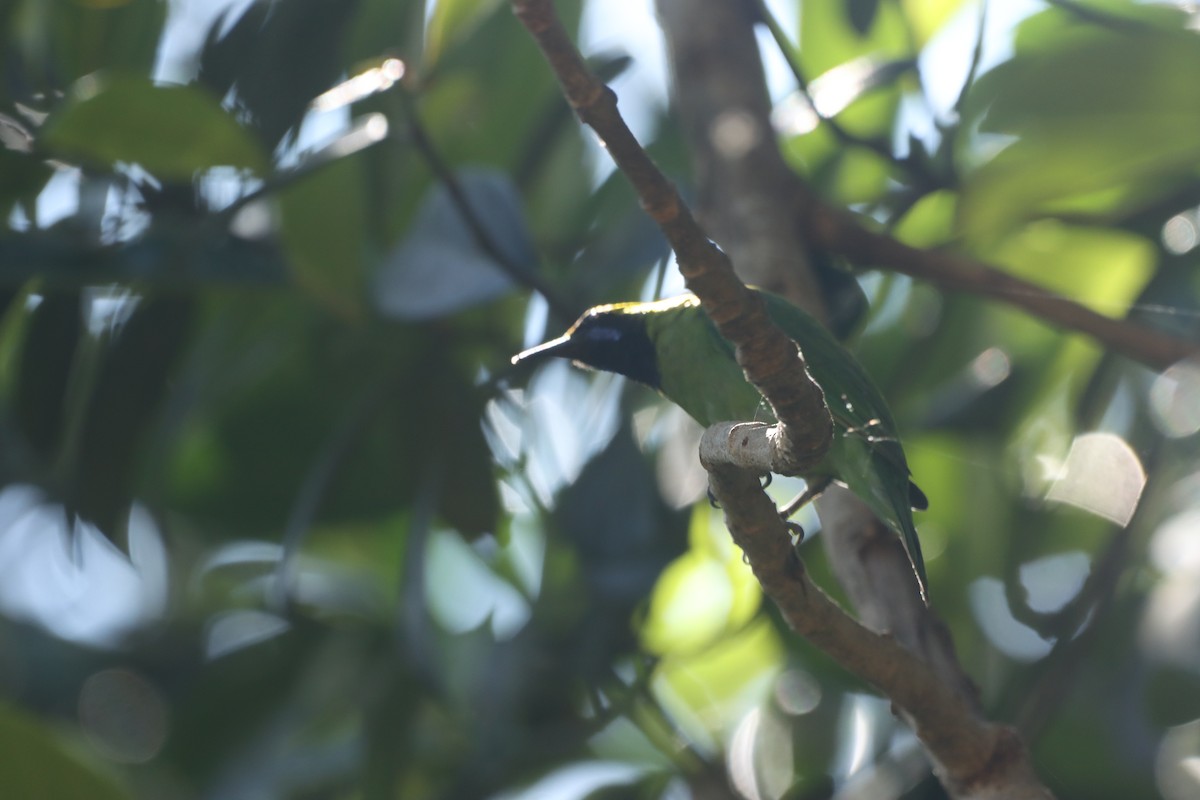 Золотолобая листовка - ML647066507