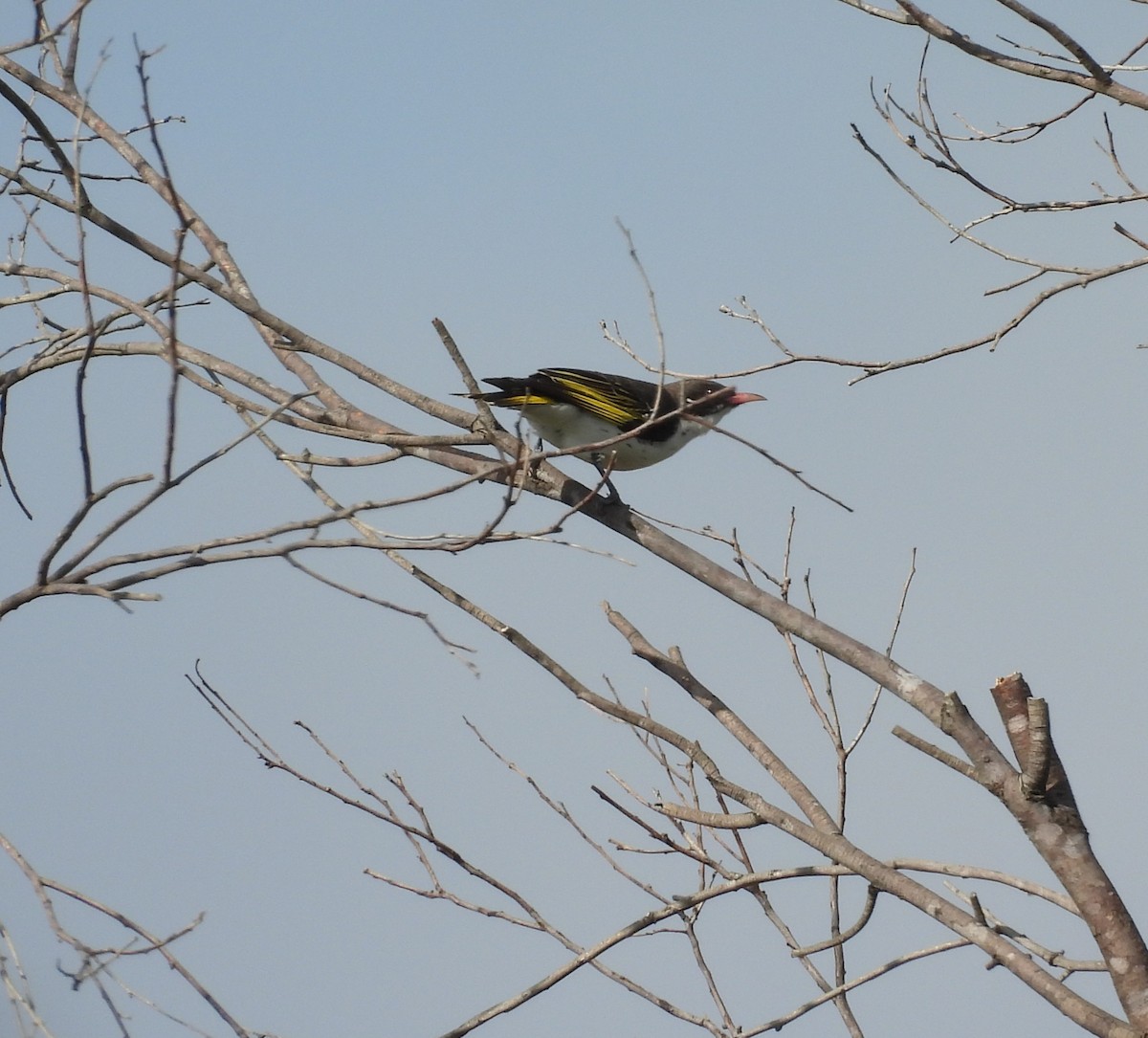 Painted Honeyeater - ML647066511