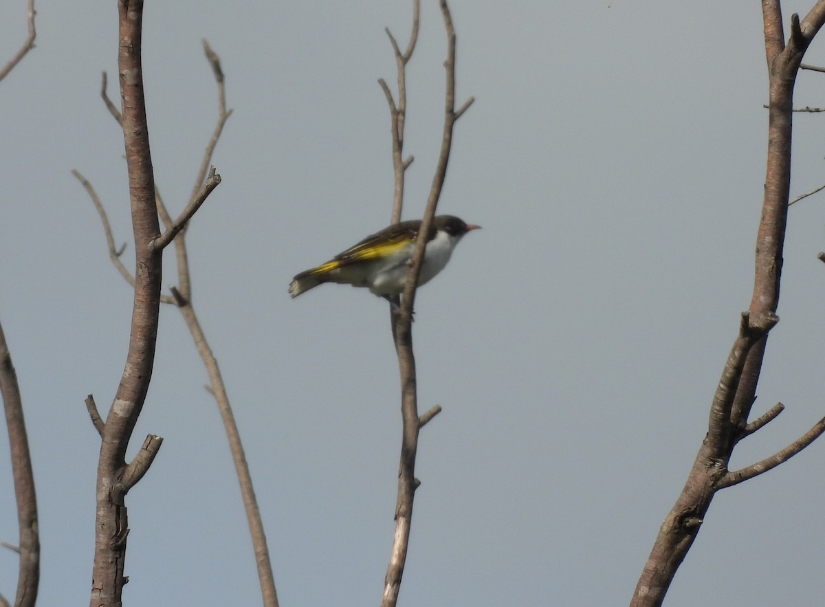 Painted Honeyeater - ML647066512