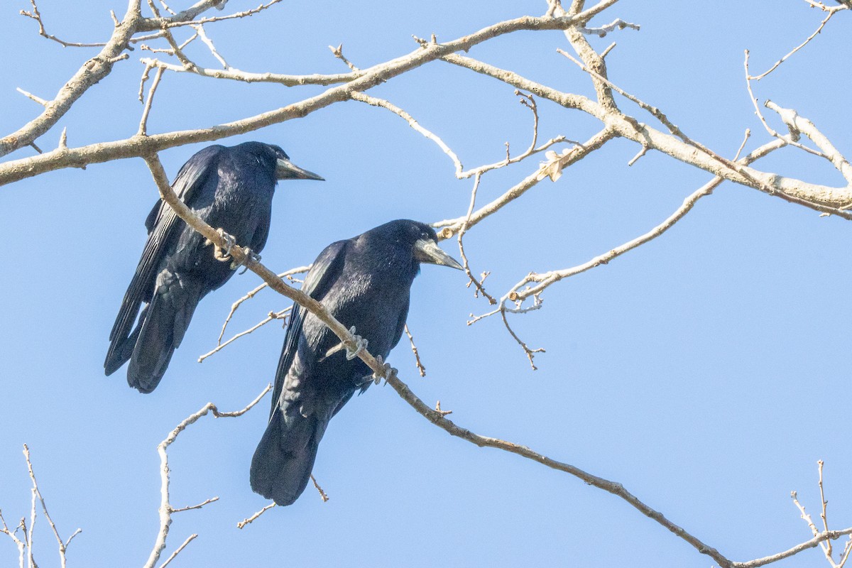 Ekin Kargası - ML647066513