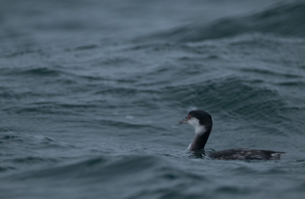 角鸊鷉 - ML647066516