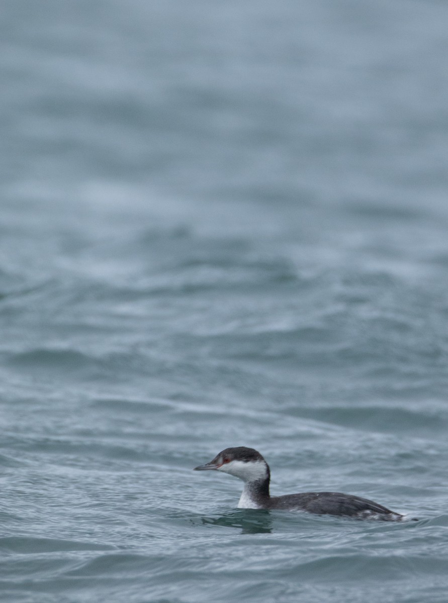 角鸊鷉 - ML647066517