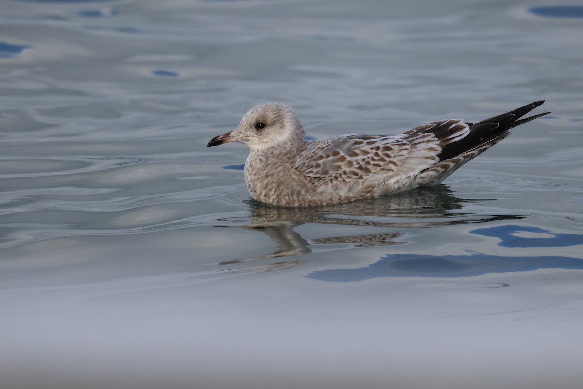 Vega Gull - ML647066519