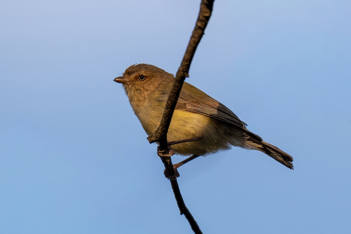 stumpnebb - ML647066520