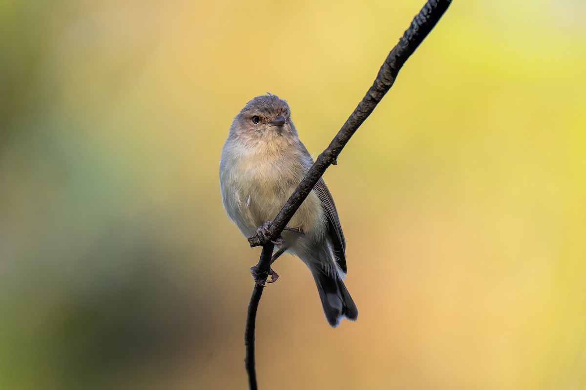 stumpnebb - ML647066521