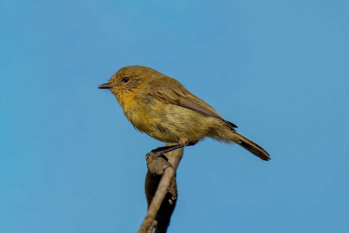 Yellow Thornbill - ML647066524