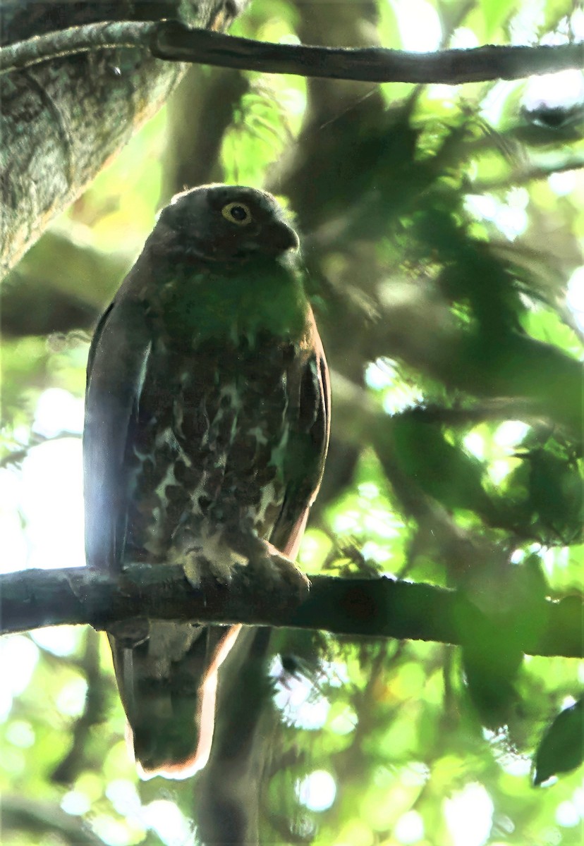 Brown Boobook - ML647066525