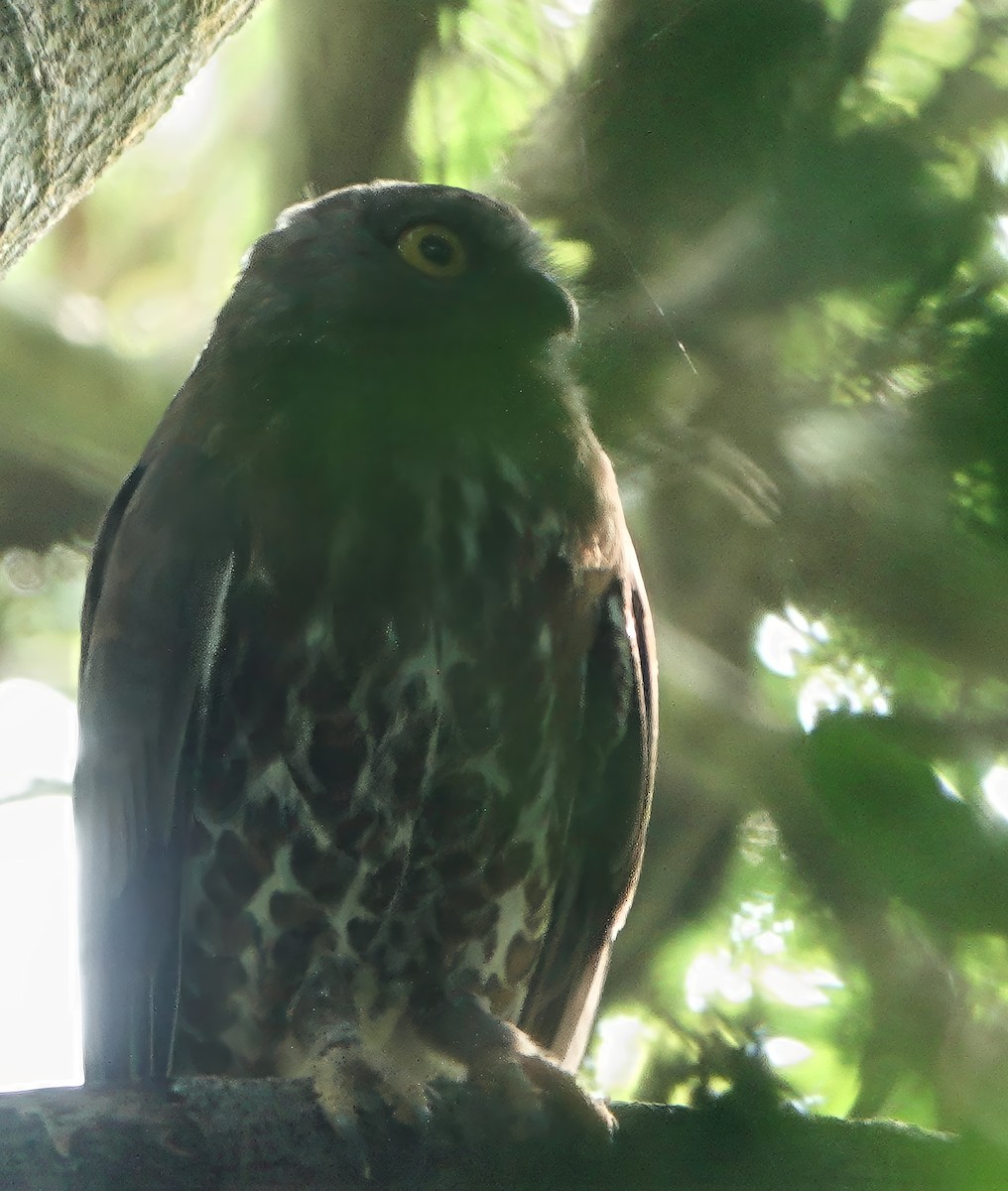 Brown Boobook - ML647066526