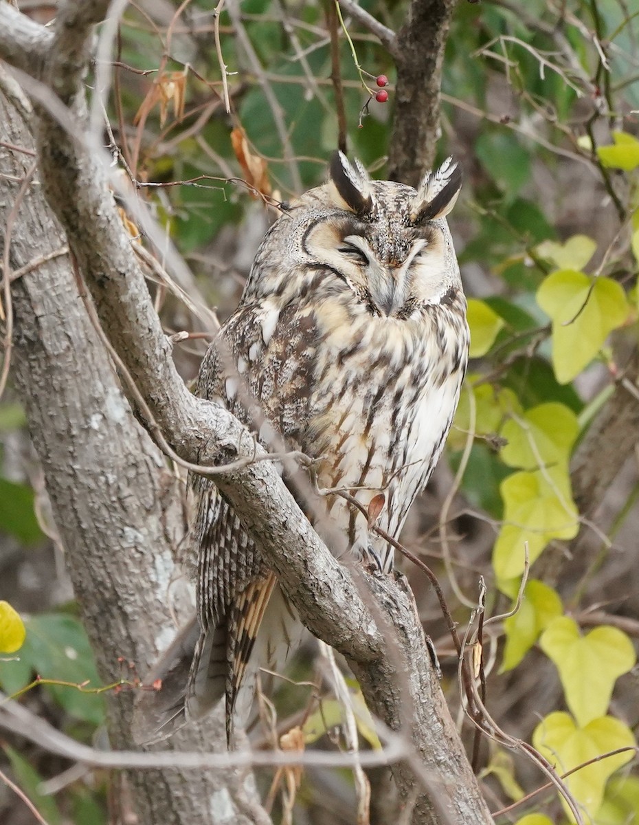 Long-eared Owl - ML647066535