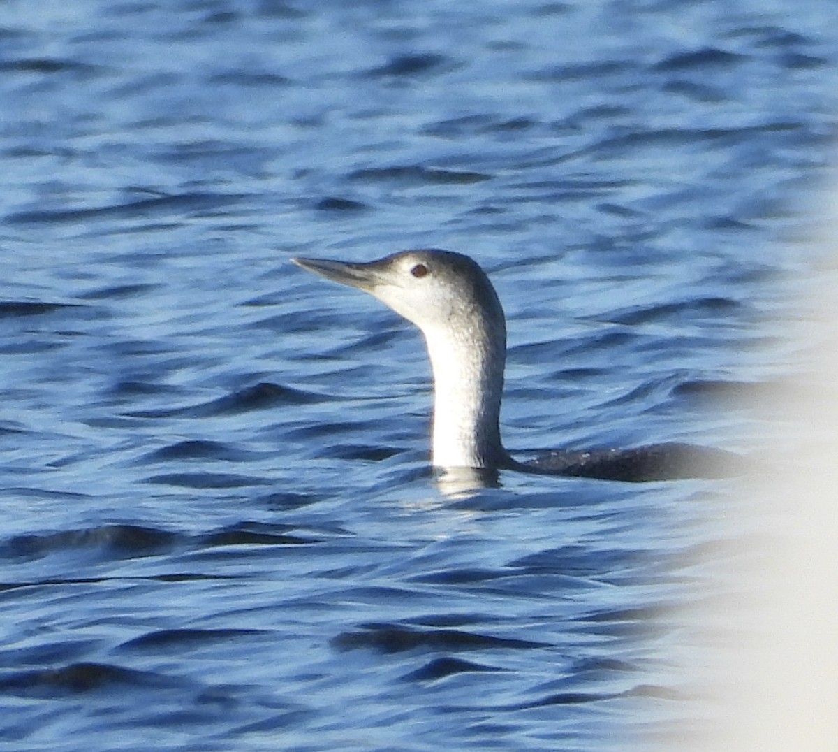 Sterntaucher - ML647066536