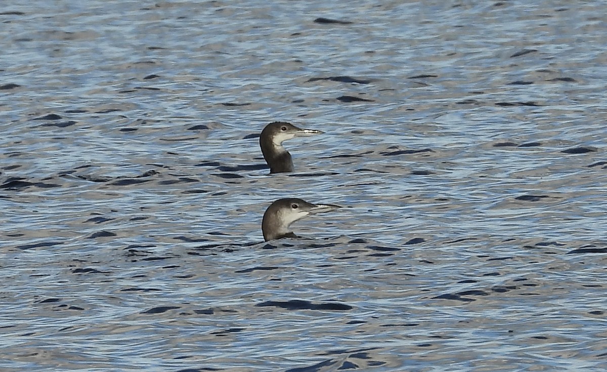 Common Loon - ML647066545