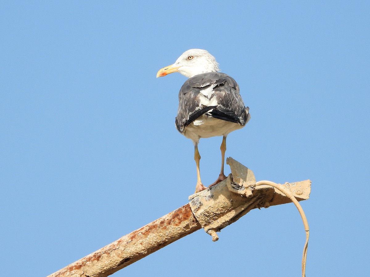 Gaviota Sombría - ML647066546