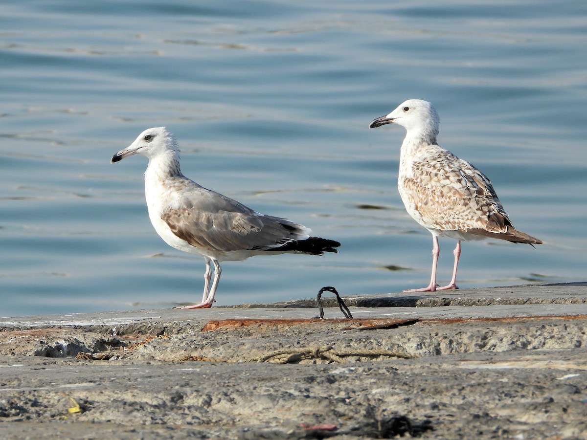 Gaviota Sombría - ML647066547