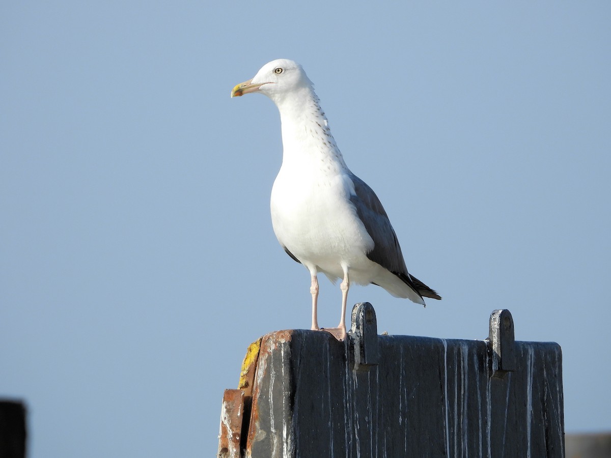 Gaviota Sombría - ML647066558