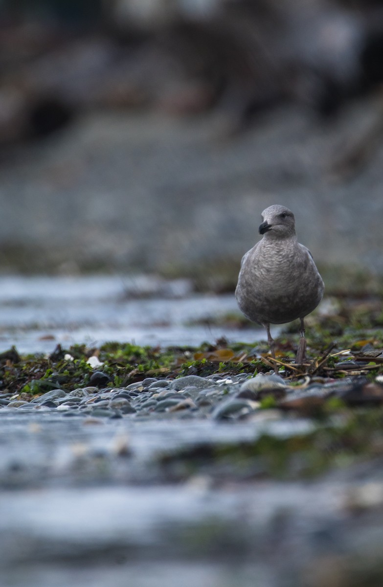 Glaucous-winged Gull - ML647066564