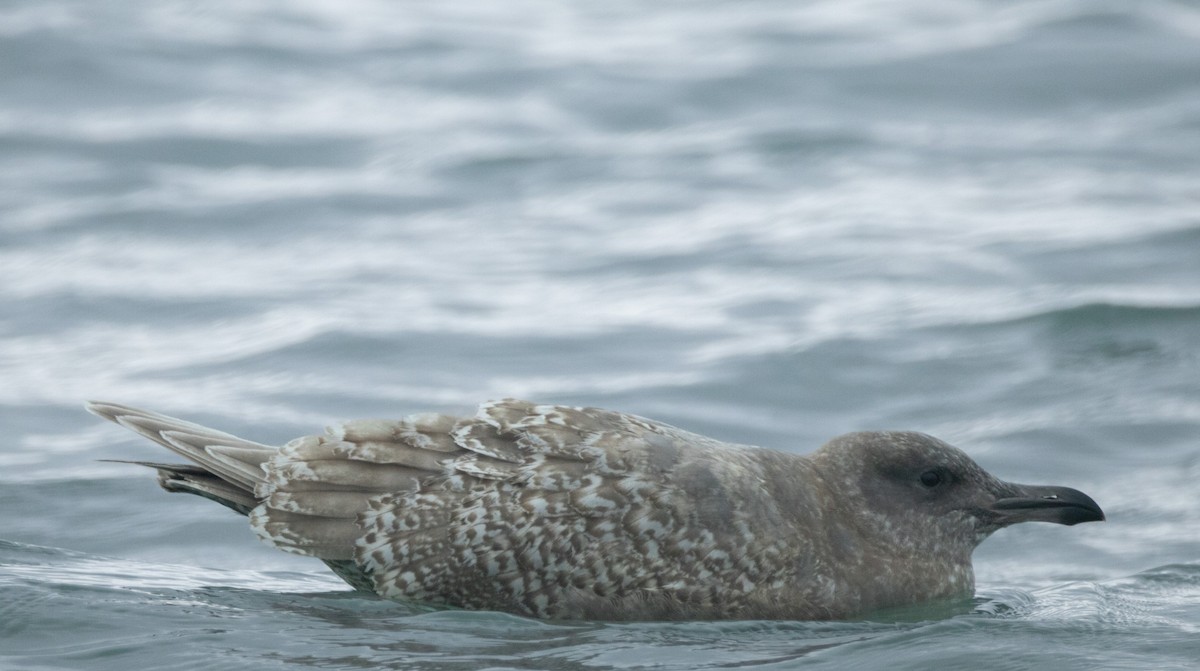 Glaucous-winged Gull - ML647066565