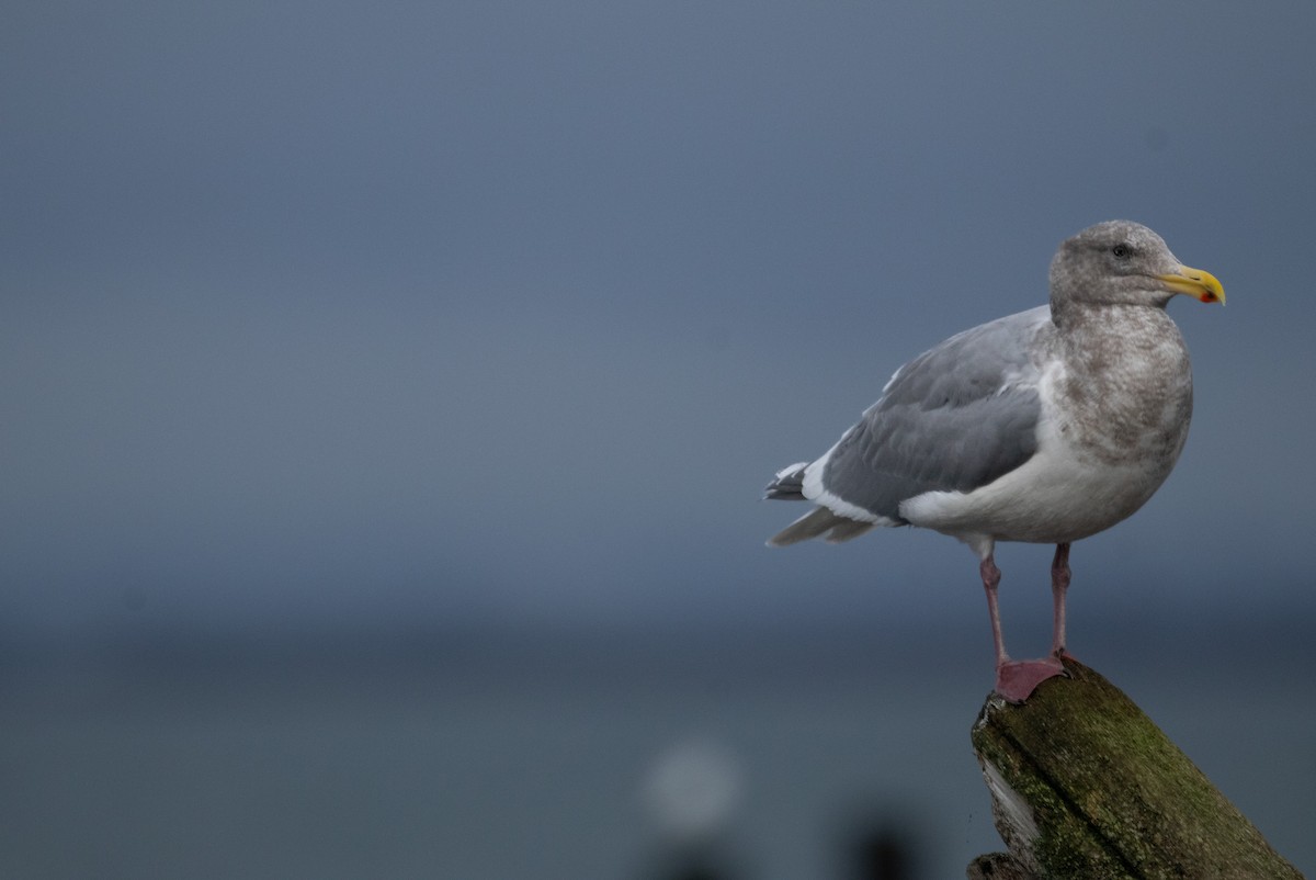 Glaucous-winged Gull - ML647066566