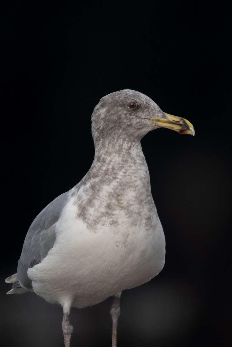 Glaucous-winged Gull - ML647066567