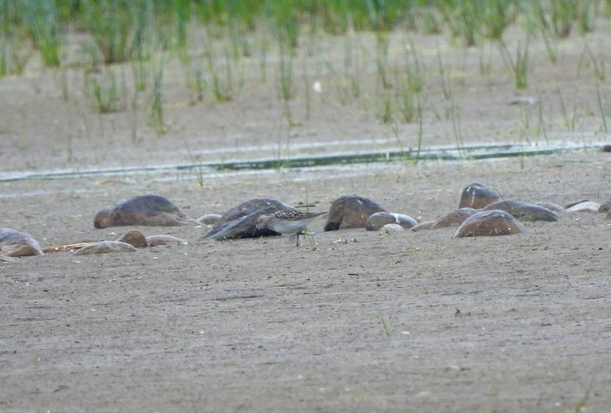 Weißbürzel-Strandläufer - ML647066571
