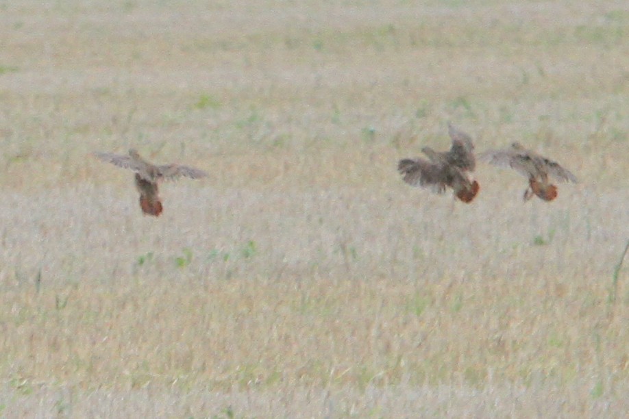 Gray Partridge - ML647066574