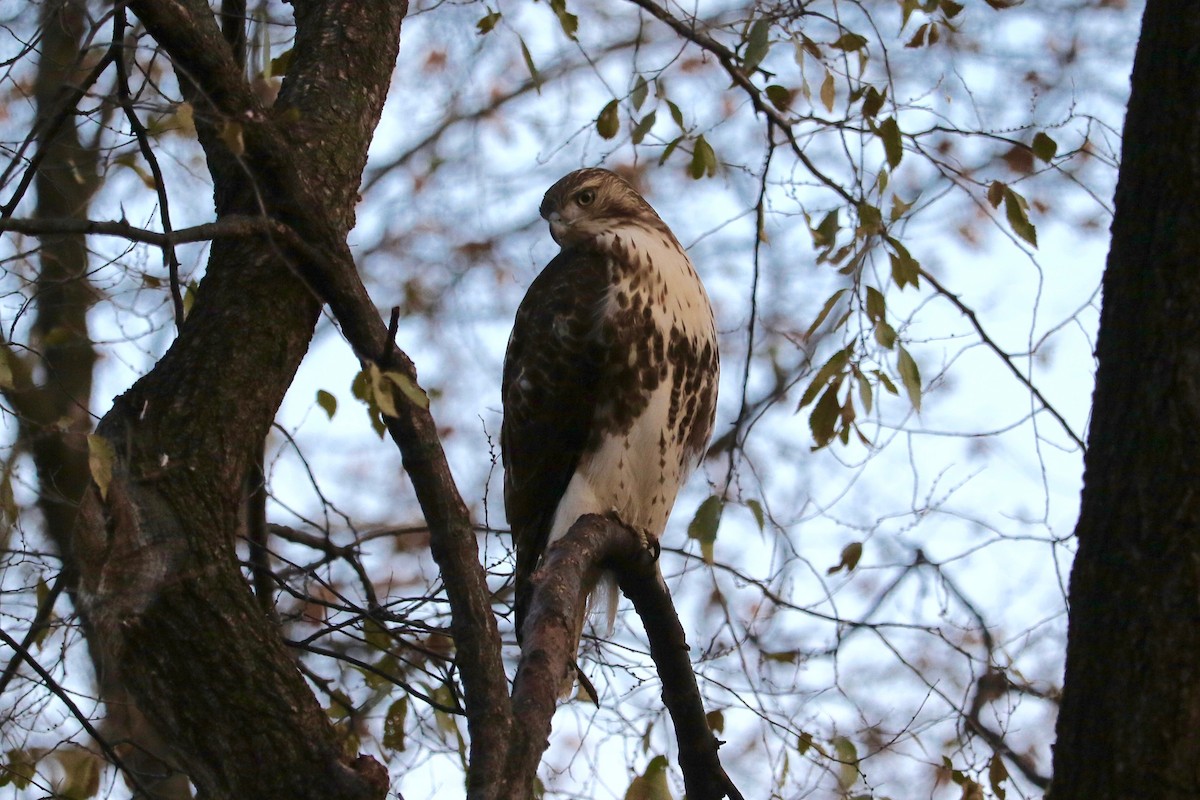 Busardo Colirrojo - ML647066575