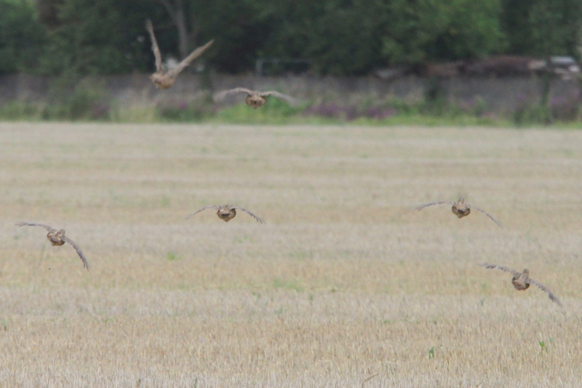 Gray Partridge - ML647066576