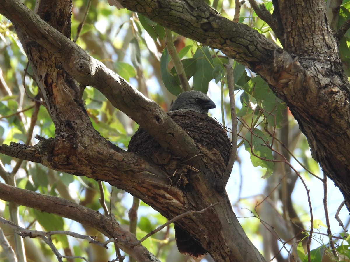 Apostlebird - ML647066584