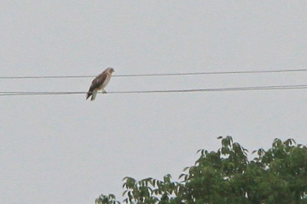 Common Buzzard (Western) - ML647066587