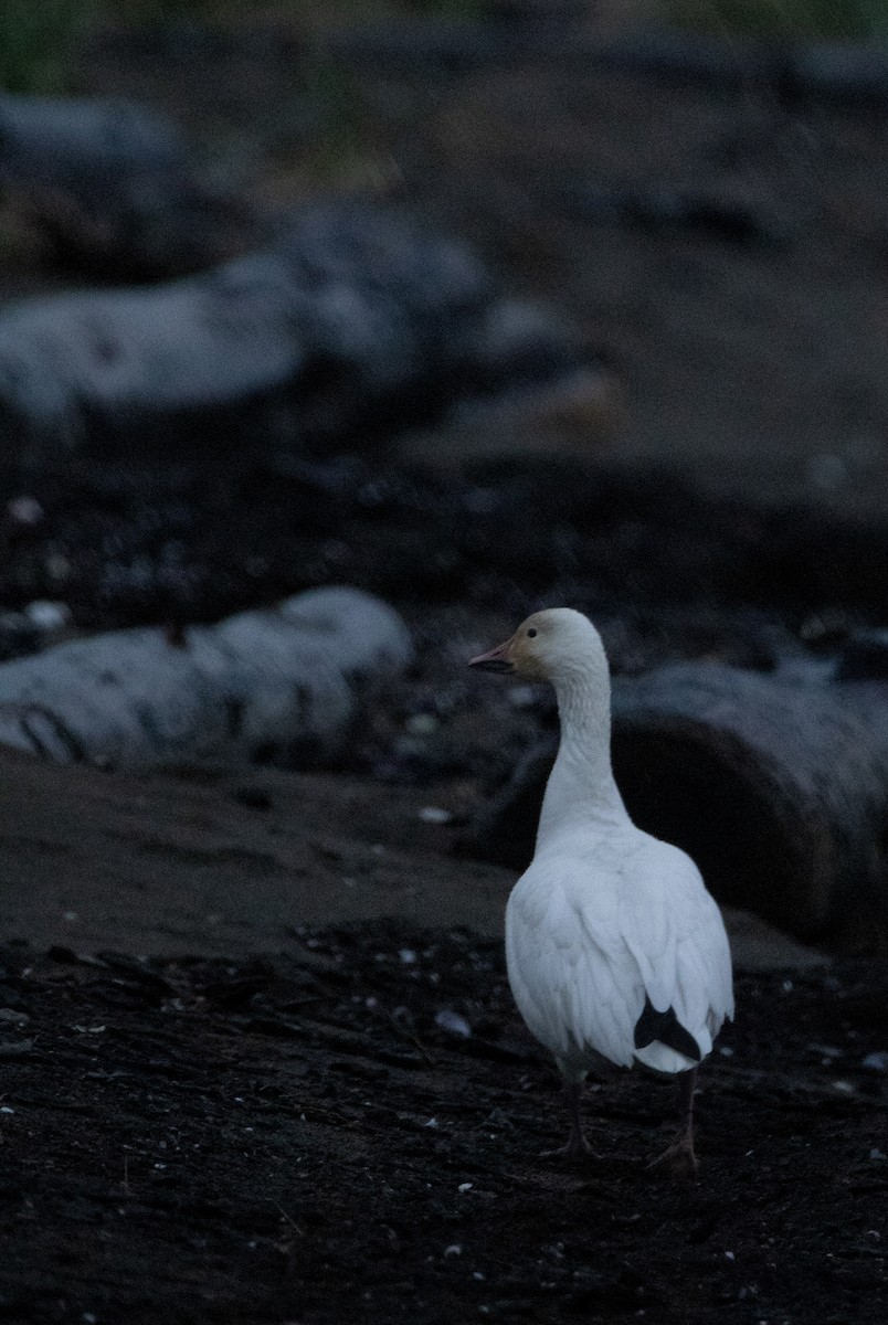 Snow Goose - ML647066588