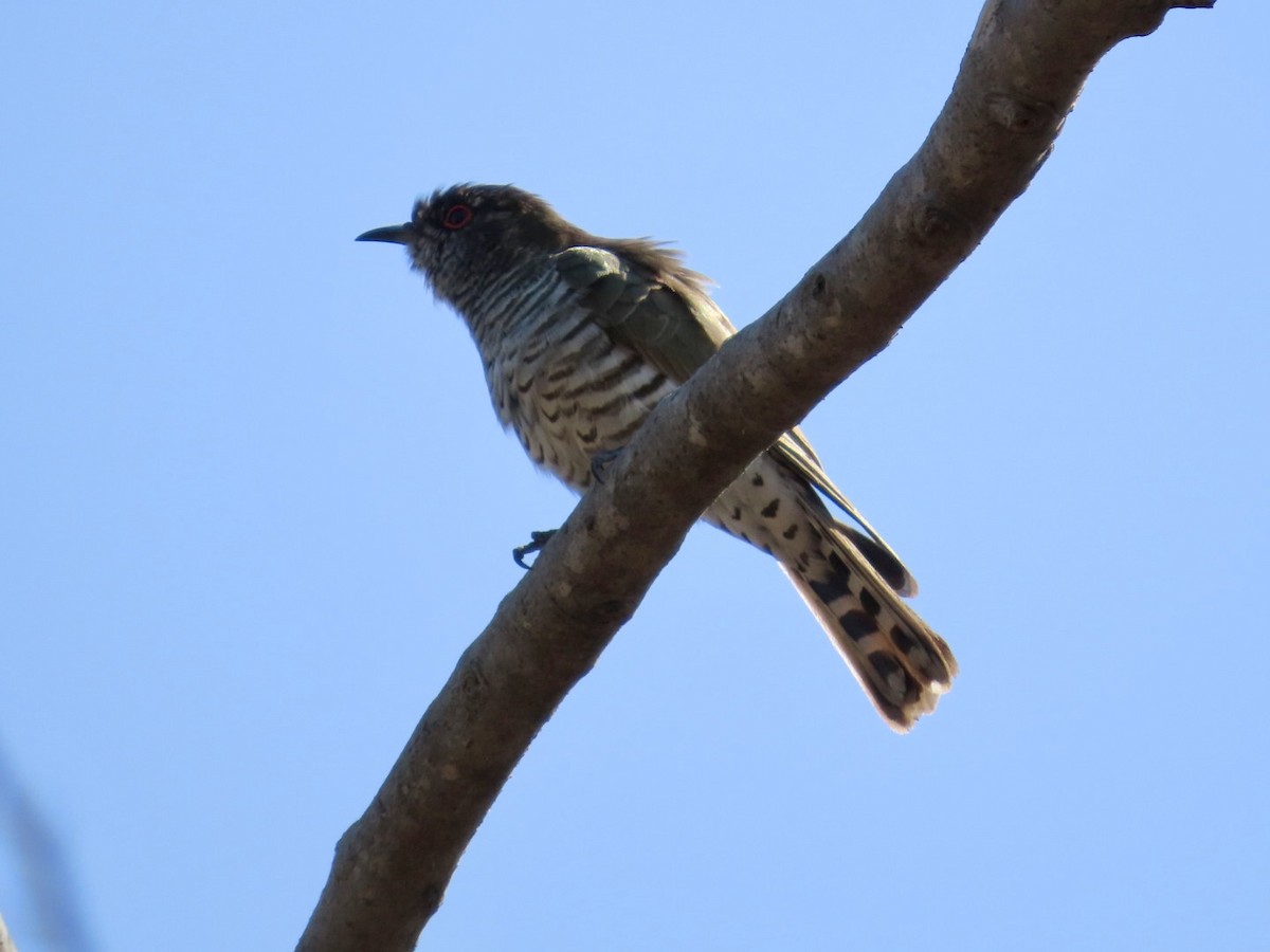 Little Bronze-Cuckoo (Little) - ML647066590