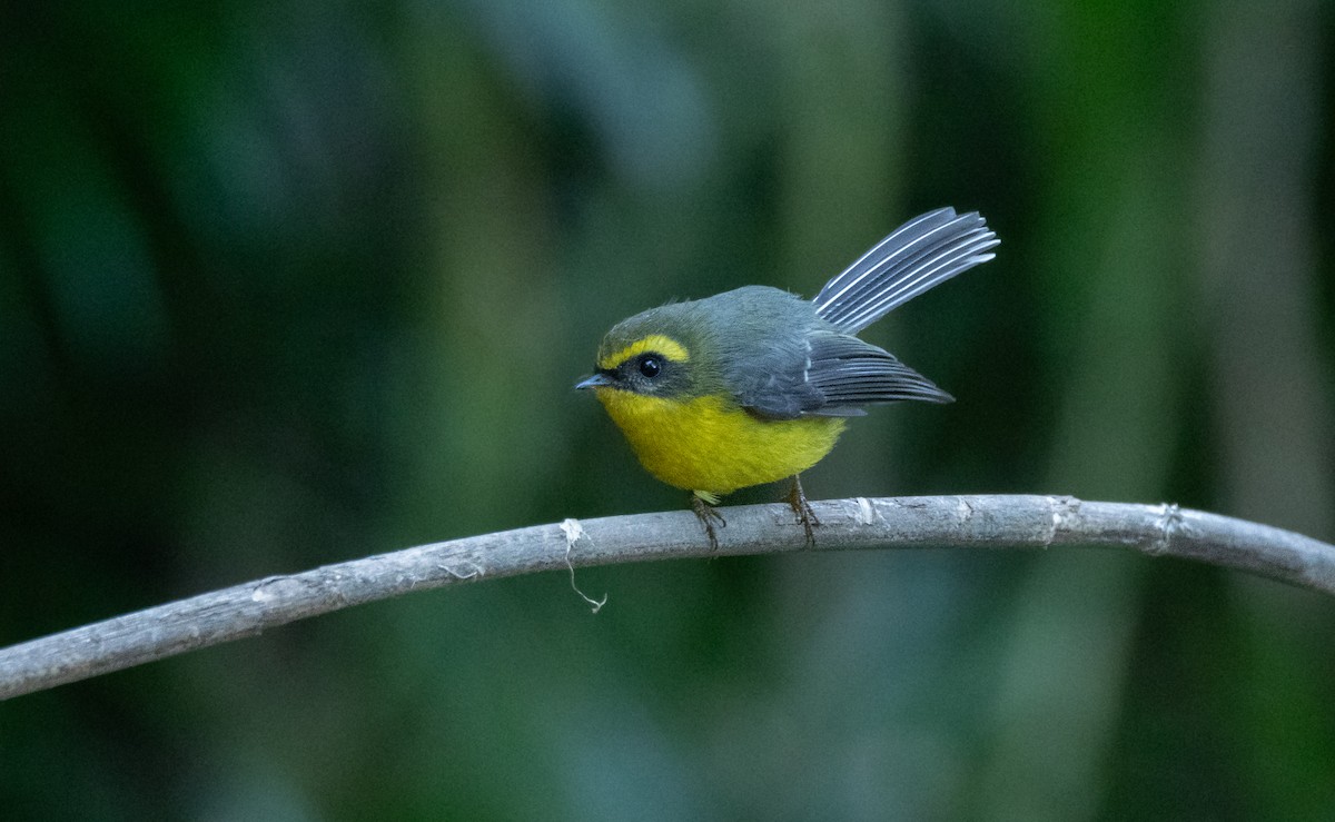 Yellow-bellied Fairy-Fantail - ML647066593