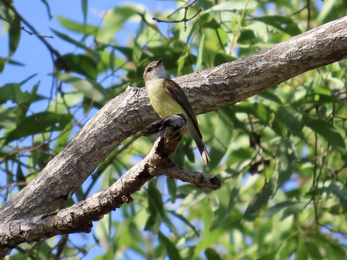 Lemon-bellied Flyrobin - ML647066595