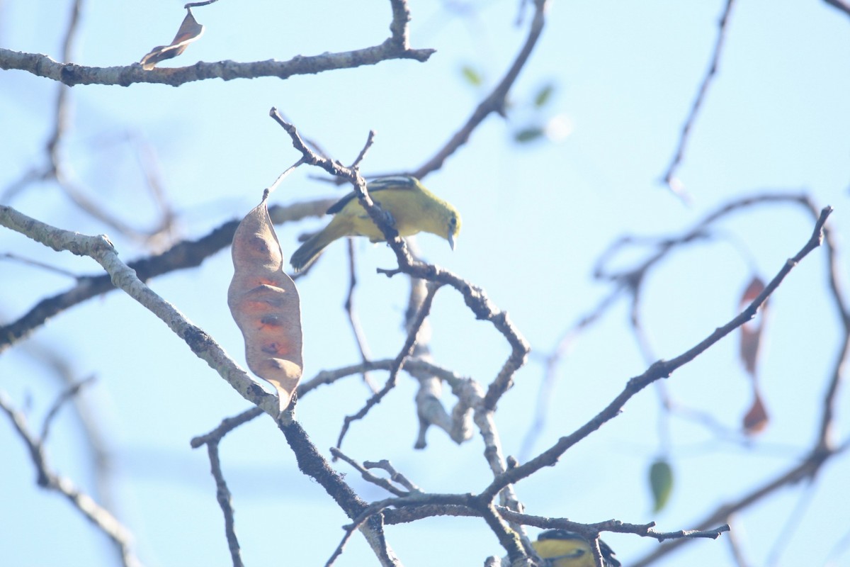 parkløvfugl - ML647066596