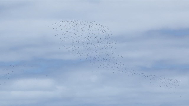 pisila australská - ML647066601