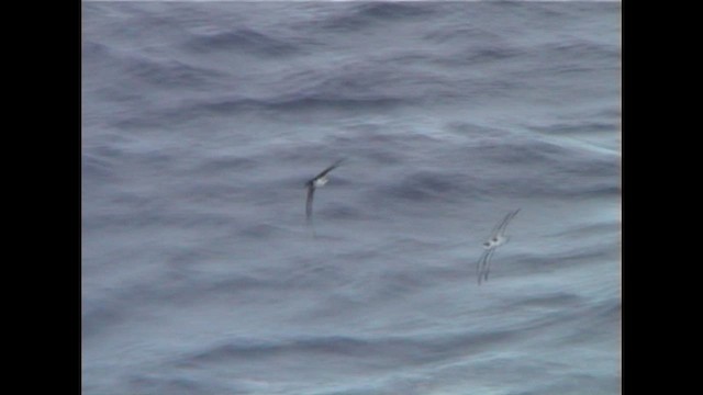 buřňák tahitský - ML647066620