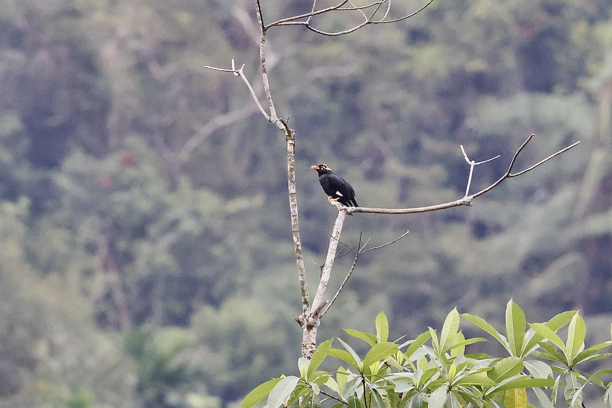 loskuták jižní - ML647066637