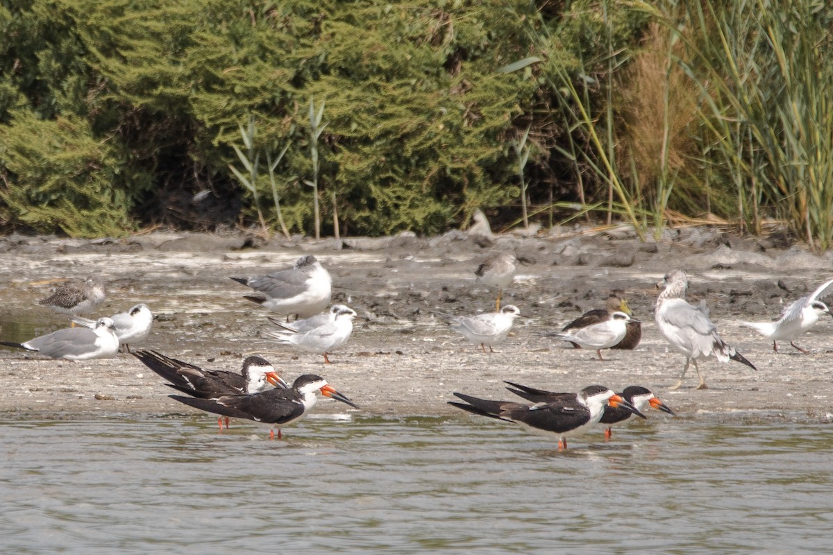 Black Skimmer - ML647066638