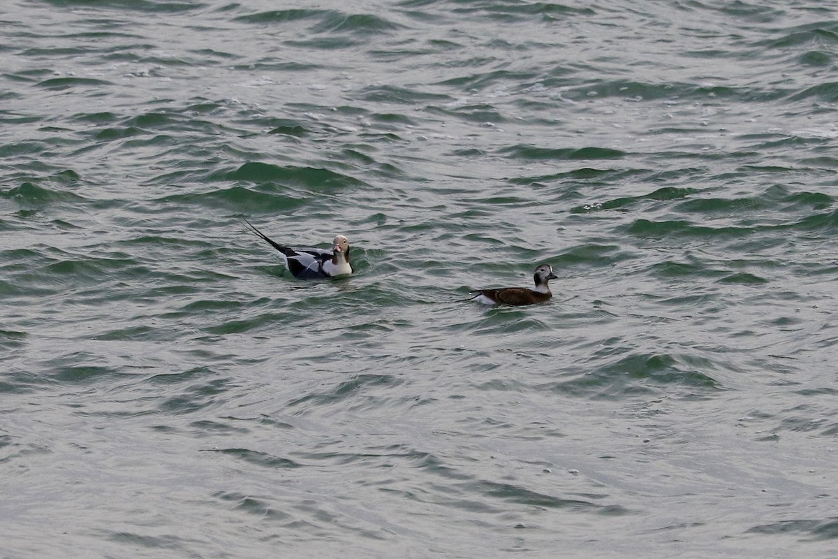 Long-tailed Duck - ML647066643