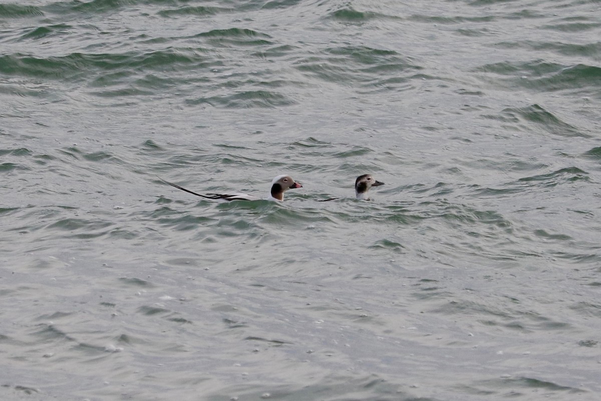 Long-tailed Duck - ML647066644