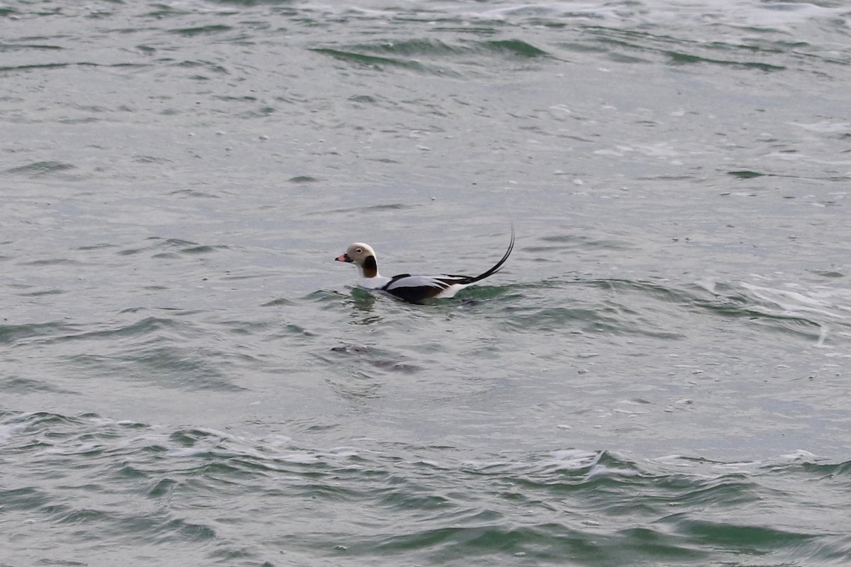 Long-tailed Duck - ML647066645