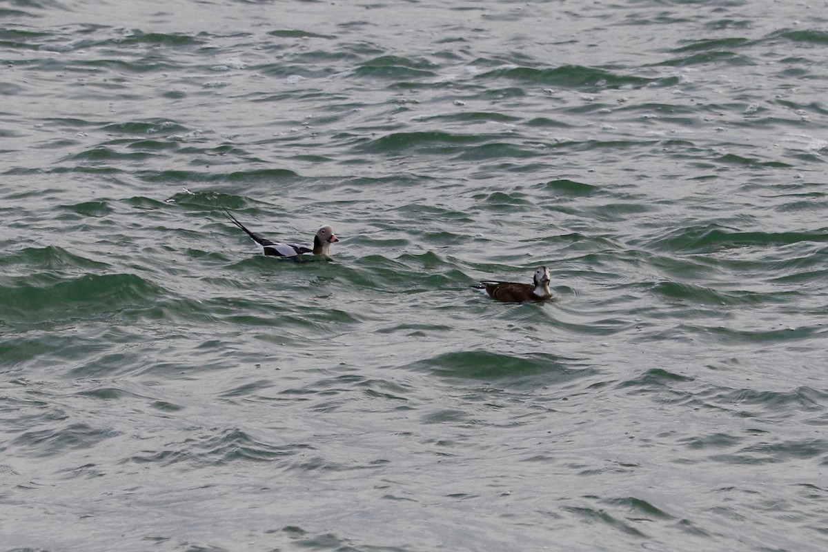 Long-tailed Duck - ML647066646